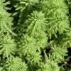 BLOOMIQUE - Myriophyllum red stem - myriophylle rouge - plantes de bassin - hauteur 10-20 cm - pot 11 cm