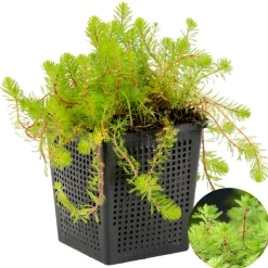 BLOOMIQUE - Myriophyllum red stem - myriophylle rouge - plantes de bassin - hauteur 10-20 cm - pot 11 cm