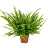 BLOOMIQUE - Nephrolepis green lady - fougère de boston - plante d’intérieur - 20-30 cm de haut - pot 12 cm