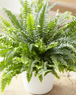 BLOOMIQUE - Nephrolepis green lady - fougère de boston - plante d’intérieur - 20-30 cm de haut - pot 12 cm