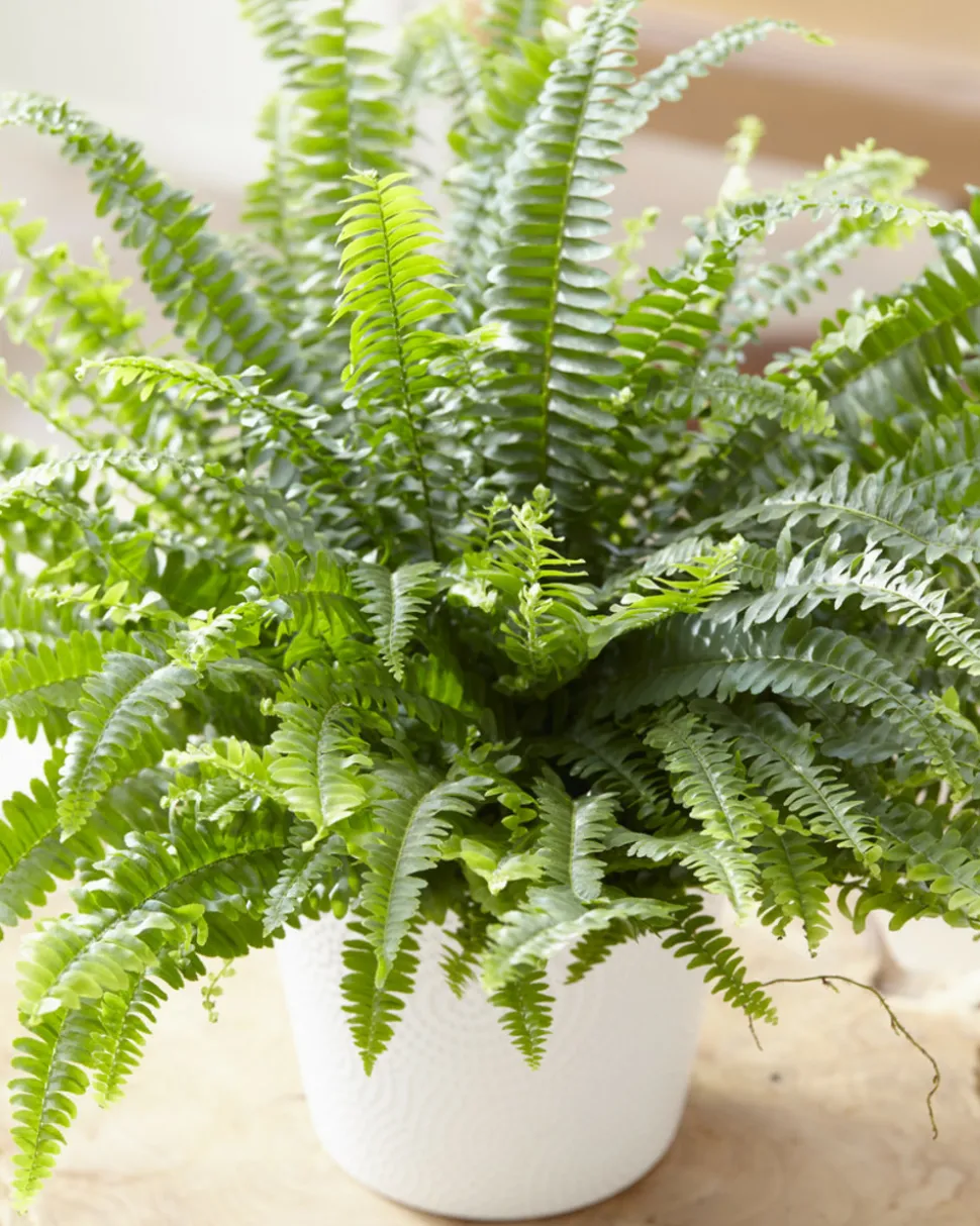BLOOMIQUE - Nephrolepis green lady - fougère de boston - plante d’intérieur - 20-30 cm de haut - pot 12 cm