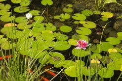 BLOOMIQUE - Nymphaea attraction - nénuphar - rouge - plantes de bassin - hauteur 10-20 cm - pot 11 cm