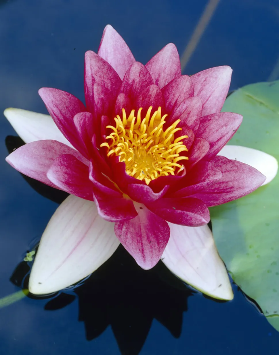 BLOOMIQUE - Nymphaea attraction - nénuphar - rouge - plantes de bassin - hauteur 10-20 cm - pot 11 cm