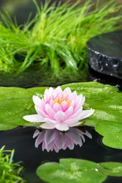 BLOOMIQUE - Nymphaea wilfron gonnere - nénuphar - rose - plantes de bassin - hauteur 10-20 cm - pot 11 cm