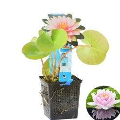 BLOOMIQUE - Nymphaea wilfron gonnere - nénuphar - rose - plantes de bassin - hauteur 10-20 cm - pot 11 cm