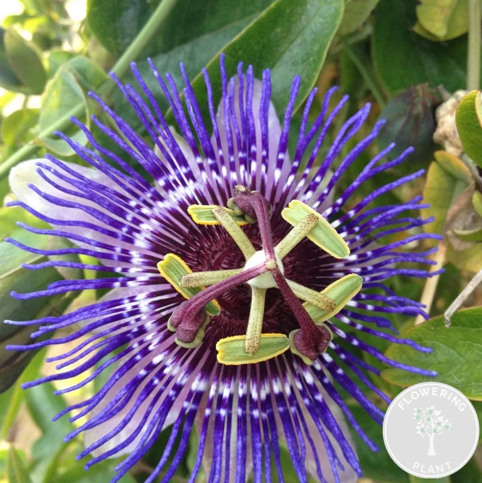 BLOOMIQUE - Passiflora 'purple haze' - fleur de la passion - violette - 50-70 cm de haut - pot 15 cm