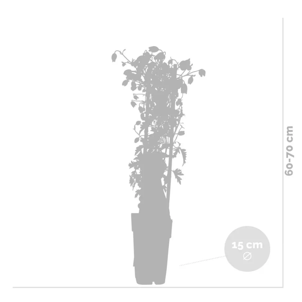 BLOOMIQUE - Passiflora 'purple haze' - fleur de la passion - violette - 50-70 cm de haut - pot 15 cm