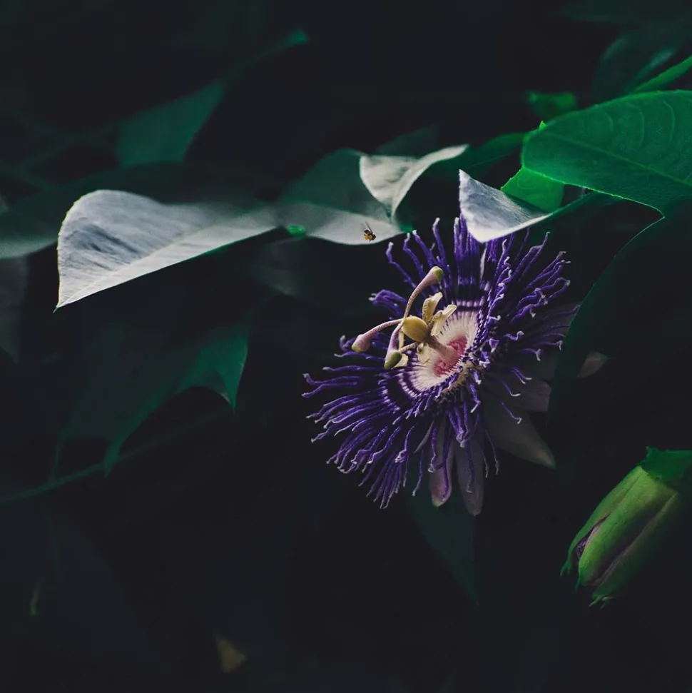 BLOOMIQUE - Passiflora 'purple haze' - fleur de la passion - violette - 50-70 cm de haut - pot 15 cm