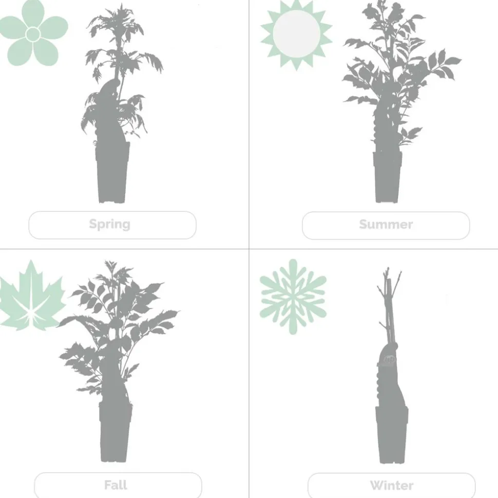 BLOOMIQUE - Passiflora 'purple haze' - fleur de la passion - violette - 50-70 cm de haut - pot 15 cm