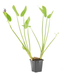 BLOOMIQUE - Pontederia cordata - jacinthe d’eau - pontédérie - plantes de bassin - hauteur 10-20 cm - pot 9 cm