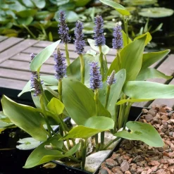 BLOOMIQUE - Pontederia cordata - jacinthe d’eau - pontédérie - plantes de bassin - hauteur 10-20 cm - pot 9 cm