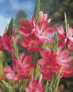 BLOOMIQUE - Schizostylis 'mrs hegarty' - lis des cafres rose - glaïeul des marais - 10-20 cm de haut - pot 9 cm