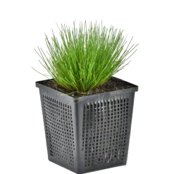 BLOOMIQUE - Scirpus cernuus - scirpe retombant - plantes de bassin - hauteur 10-20 cm - pot 11 cm