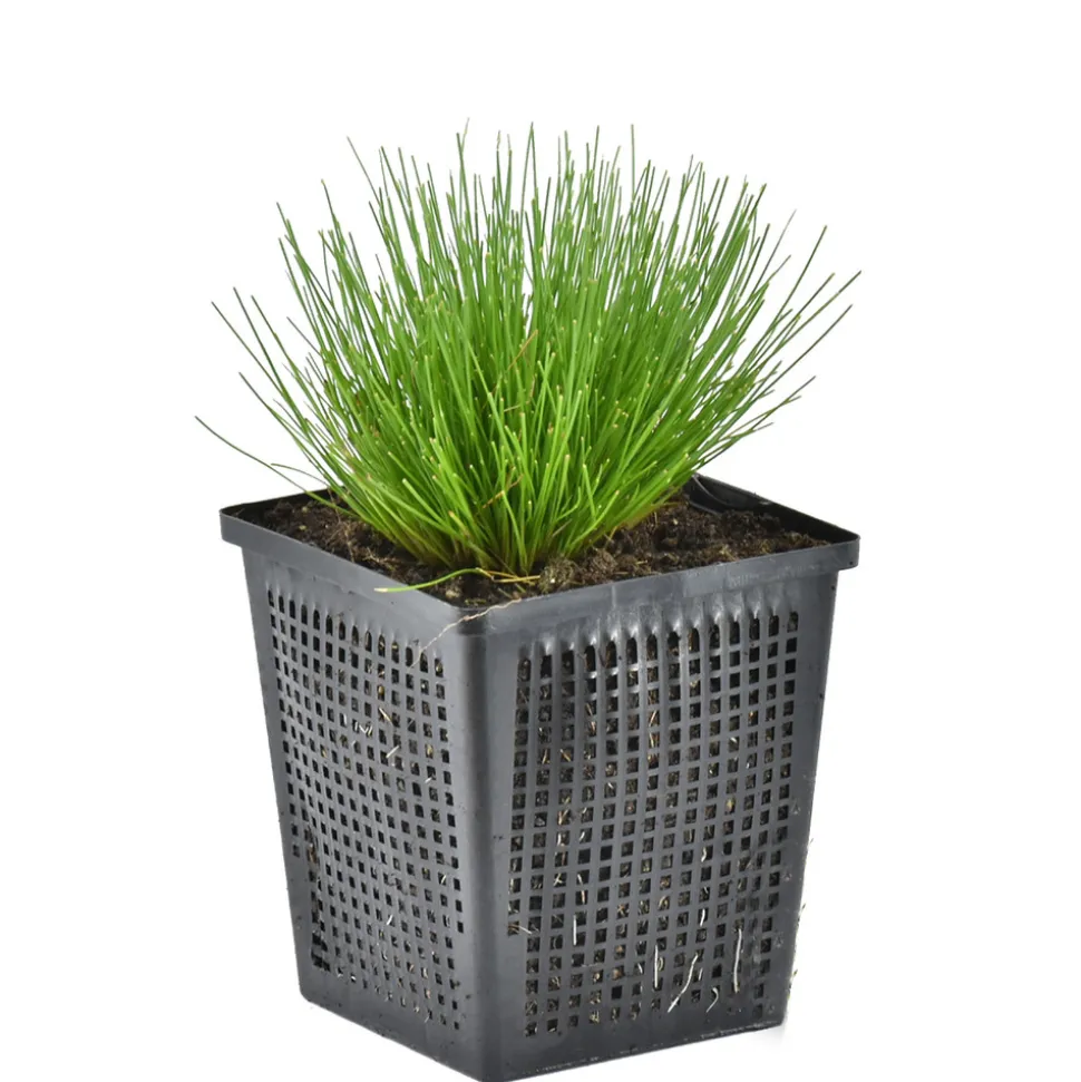 BLOOMIQUE - Scirpus cernuus - scirpe retombant - plantes de bassin - hauteur 10-20 cm - pot 11 cm