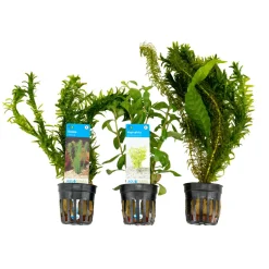 BLOOMIQUE - Set de 3 - plantes d'aquarium véritables - accessoires d'aquarium - hauteur 15-20 cm