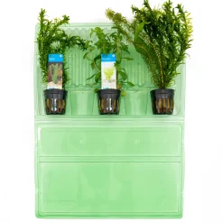 BLOOMIQUE - Set de 3 - plantes d'aquarium véritables - accessoires d'aquarium - hauteur 15-20 cm