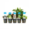 BLOOMIQUE - Set de 5 - plantes d'aquarium véritables - plantes aquatiques - purifiantes - hauteur 15-20 cm