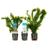 BLOOMIQUE - Set de 3 - plantes d'aquarium véritables - accessoires d'aquarium - hauteur 15-20 cm