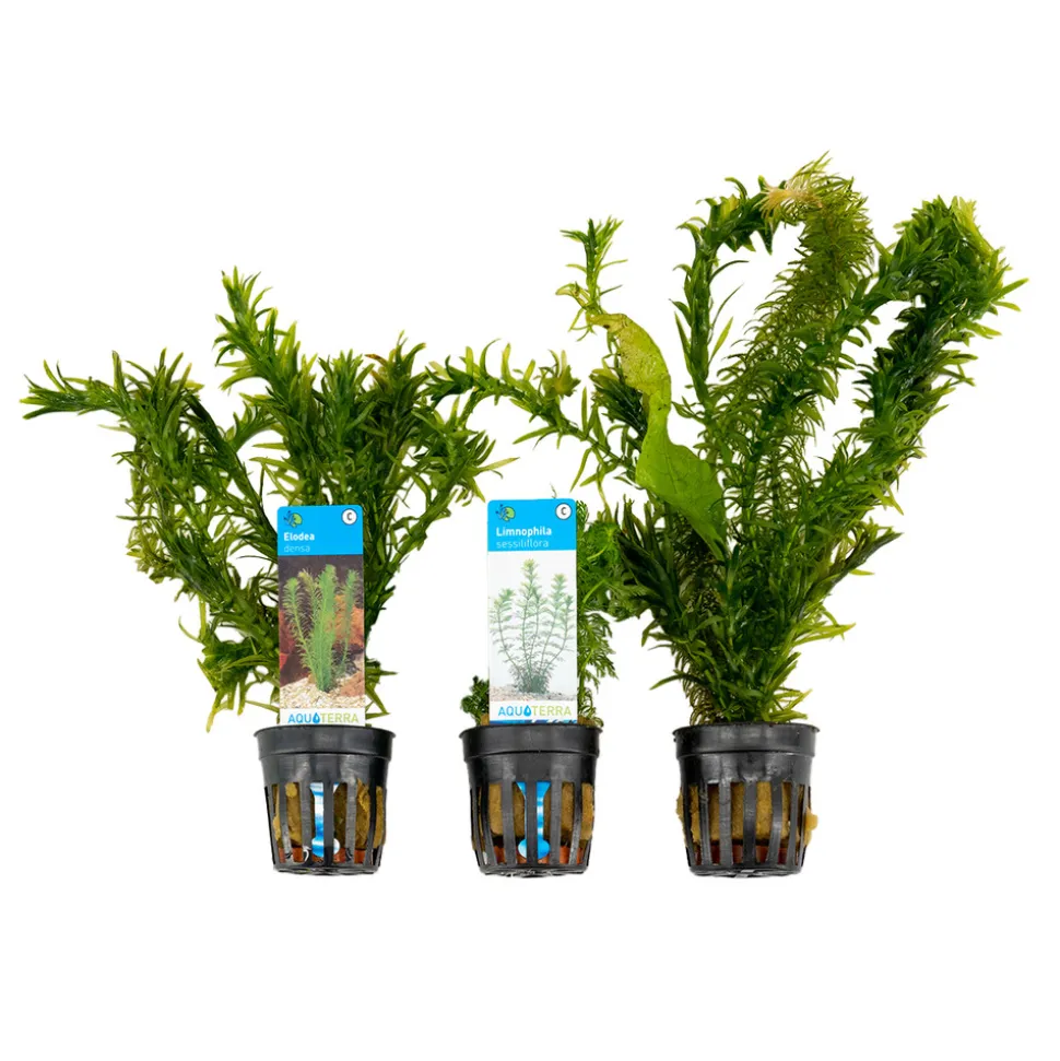 BLOOMIQUE - Set de 3 - plantes d'aquarium véritables - accessoires d'aquarium - hauteur 15-20 cm