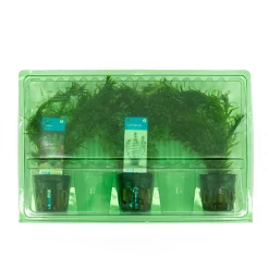 BLOOMIQUE - Set de 3 - plantes d'aquarium véritables - accessoires d'aquarium - hauteur 15-20 cm