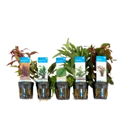 BLOOMIQUE - Set de 5 - plantes d'aquarium véritables - plantes aquatiques - purifiantes - hauteur 15-20 cm