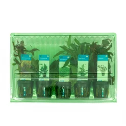 BLOOMIQUE - Set de 5 - plantes d'aquarium véritables - plantes aquatiques - purifiantes - hauteur 15-20 cm