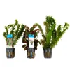 BLOOMIQUE - Set de 3 - plantes d'aquarium véritables - accessoires d'aquarium - hauteur 15-20 cm