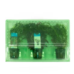BLOOMIQUE - Set de 3 - plantes d'aquarium véritables - accessoires d'aquarium - hauteur 15-20 cm
