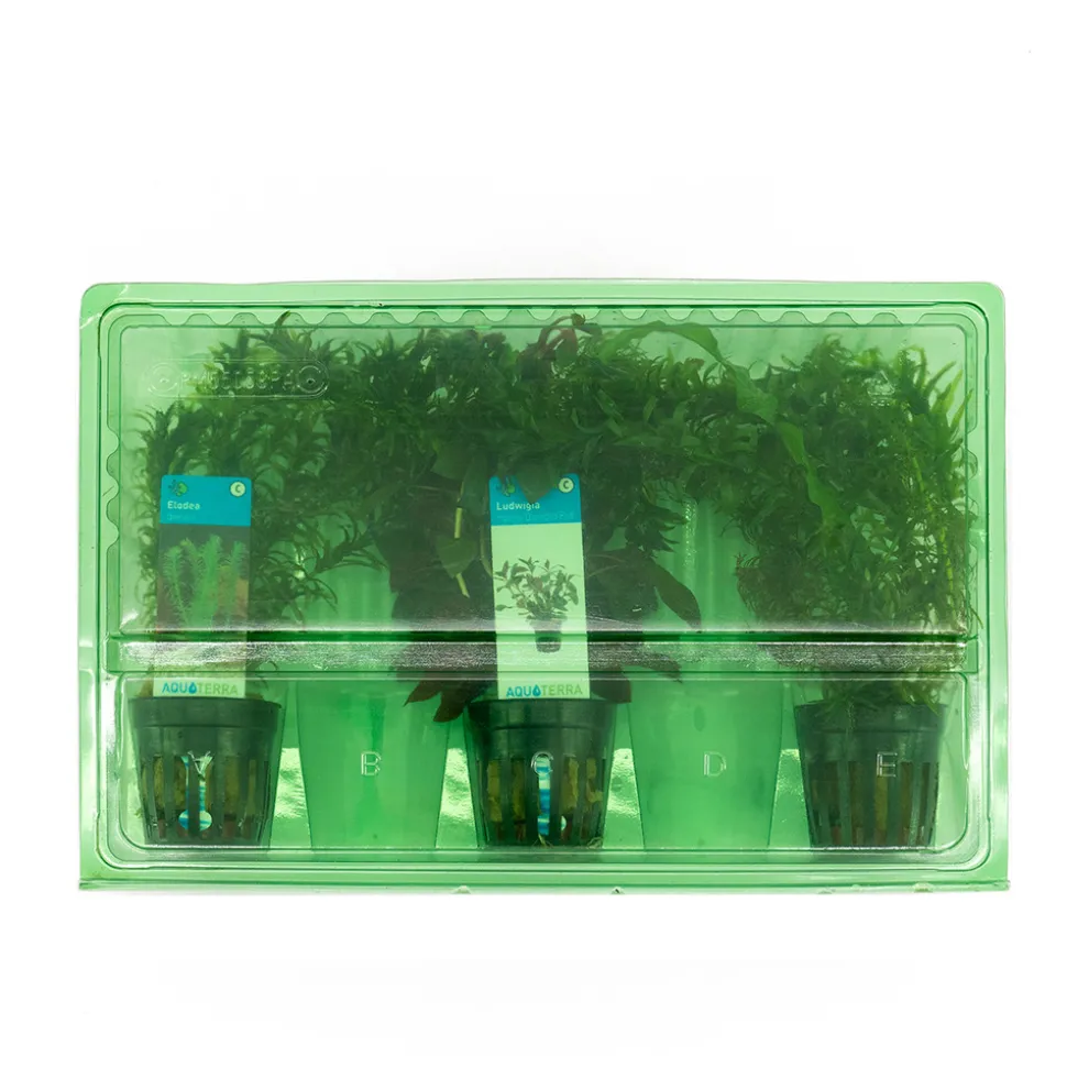 BLOOMIQUE - Set de 3 - plantes d'aquarium véritables - accessoires d'aquarium - hauteur 15-20 cm