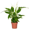 BLOOMIQUE - Spathiphyllum - fleur de lune - plantes d’intérieur - dépolluante - hauteur 30-40 cm - pot 12 cm