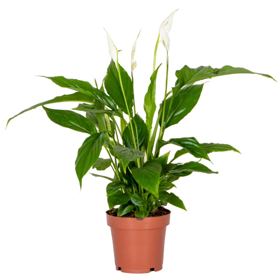 BLOOMIQUE - Spathiphyllum - fleur de lune - plantes d’intérieur - dépolluante - hauteur 30-40 cm - pot 12 cm