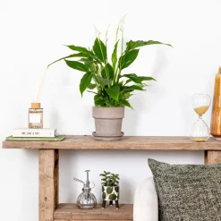 BLOOMIQUE - Spathiphyllum - fleur de lune - plantes d’intérieur - dépolluante - hauteur 30-40 cm - pot 12 cm