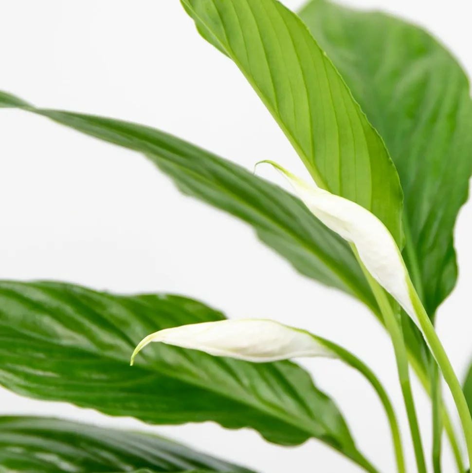 BLOOMIQUE - Spathiphyllum - fleur de lune - plantes d’intérieur - dépolluante - hauteur 30-40 cm - pot 12 cm