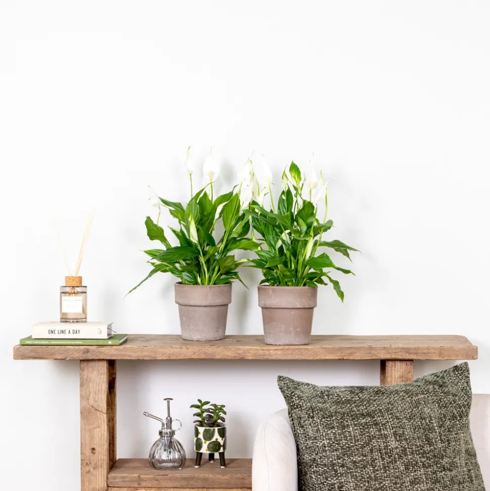 BLOOMIQUE - Spathiphyllum - fleur de lune - plantes d’intérieur - dépolluante - hauteur 30-40 cm - pot 12 cm