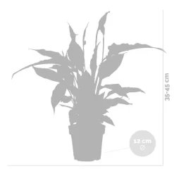 BLOOMIQUE - Spathiphyllum - fleur de lune - plantes d’intérieur - dépolluante - hauteur 30-40 cm - pot 12 cm