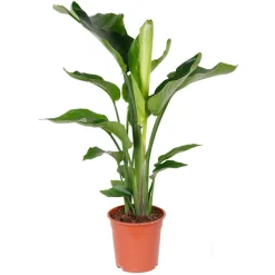BLOOMIQUE - Strelitzia nicolai - plante strelitzia - oiseau de paradis - hauteur 70-80 cm - pot de 17 cm