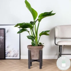 BLOOMIQUE - Strelitzia nicolai - plante strelitzia - oiseau de paradis - hauteur 70-80 cm - pot de 17 cm