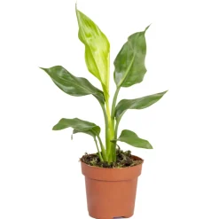 BLOOMIQUE - Strelitzia reginae - oiseau de paradis - plante d’intérieur - hauteur 30-40 cm - pot 12 cm