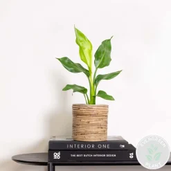 BLOOMIQUE - Strelitzia reginae - oiseau de paradis - plante d’intérieur - hauteur 30-40 cm - pot 12 cm