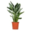 BLOOMIQUE - Strelitzia reginae - oiseau de paradis - fleur de paradis - hauteur 80-100 cm - pot 24 cm