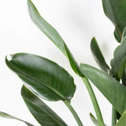 BLOOMIQUE - Strelitzia reginae - oiseau de paradis - fleur de paradis - hauteur 80-100 cm - pot 24 cm