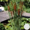 BLOOMIQUE - Typha latifolia - grand massette - cigare des marais - 15-25 cm de haut - pot 9 cm