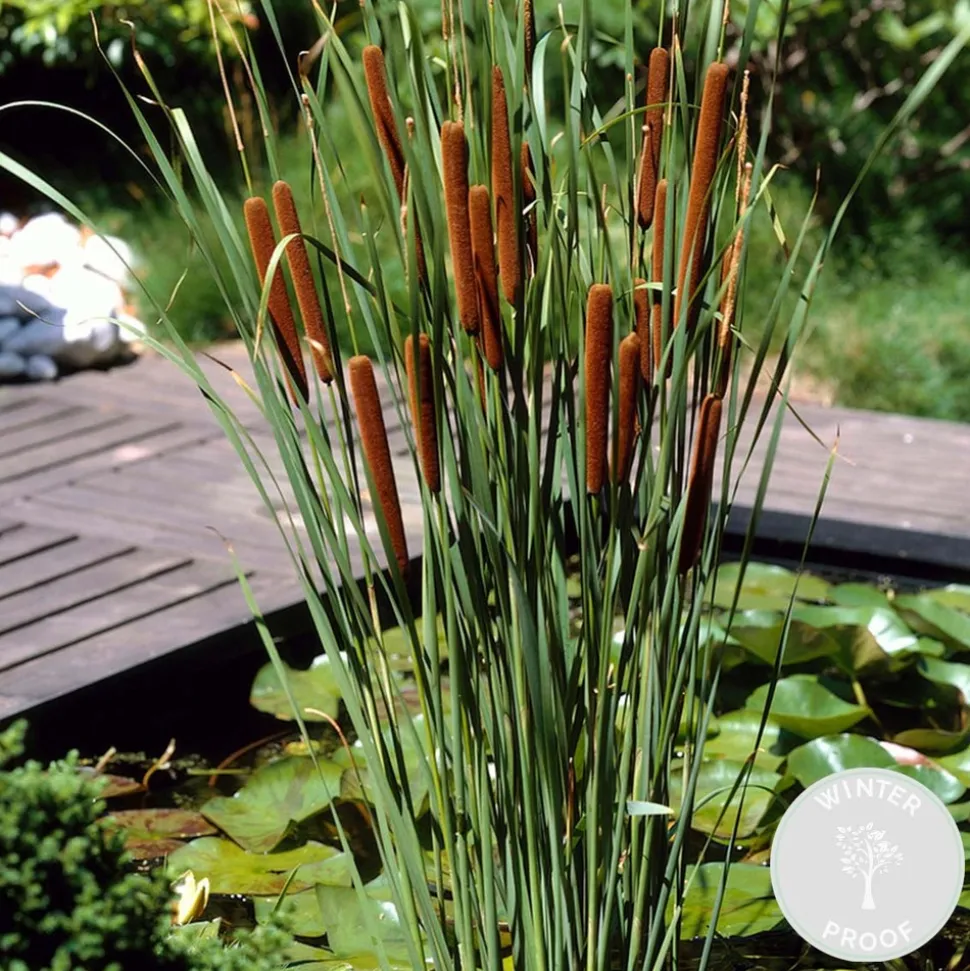 BLOOMIQUE - Typha latifolia - grand massette - cigare des marais - 15-25 cm de haut - pot 9 cm