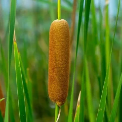 BLOOMIQUE - Typha latifolia - grand massette - cigare des marais - 15-25 cm de haut - pot 9 cm