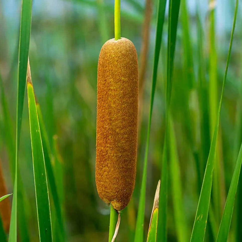 BLOOMIQUE - Typha latifolia - grand massette - cigare des marais - 15-25 cm de haut - pot 9 cm
