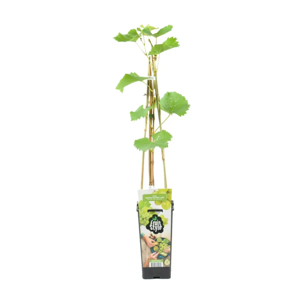 BLOOMIQUE - Vitis vinifera 'vroege van der laan' - plant de raisin - raisins blancs - ⌀14 cm - hauteur 60-70cm