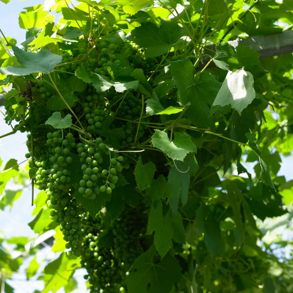 BLOOMIQUE - Vitis vinifera 'vroege van der laan' - plant de raisin - raisins blancs - ⌀14 cm - hauteur 60-70cm