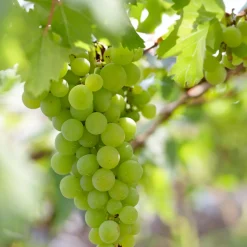 BLOOMIQUE - Vitis vinifera 'vroege van der laan' - plant de raisin - raisins blancs - ⌀14 cm - hauteur 60-70cm