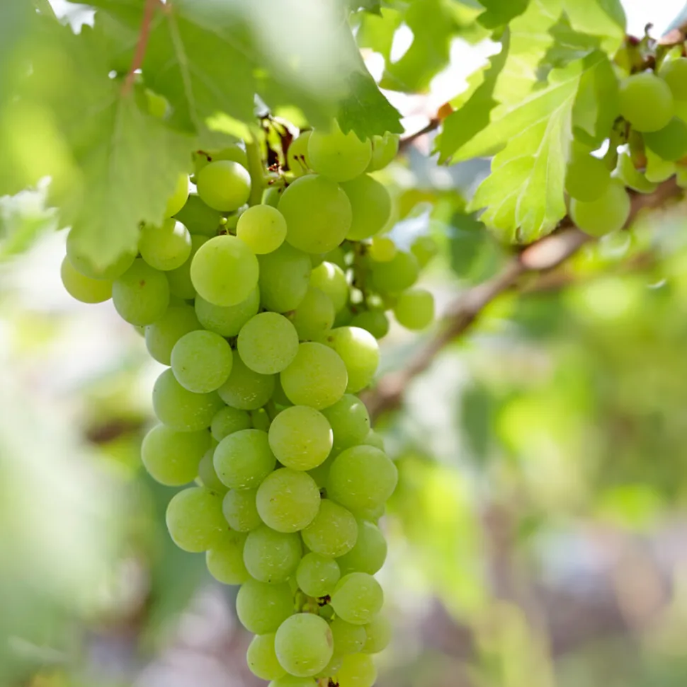 BLOOMIQUE - Vitis vinifera 'vroege van der laan' - plant de raisin - raisins blancs - ⌀14 cm - hauteur 60-70cm