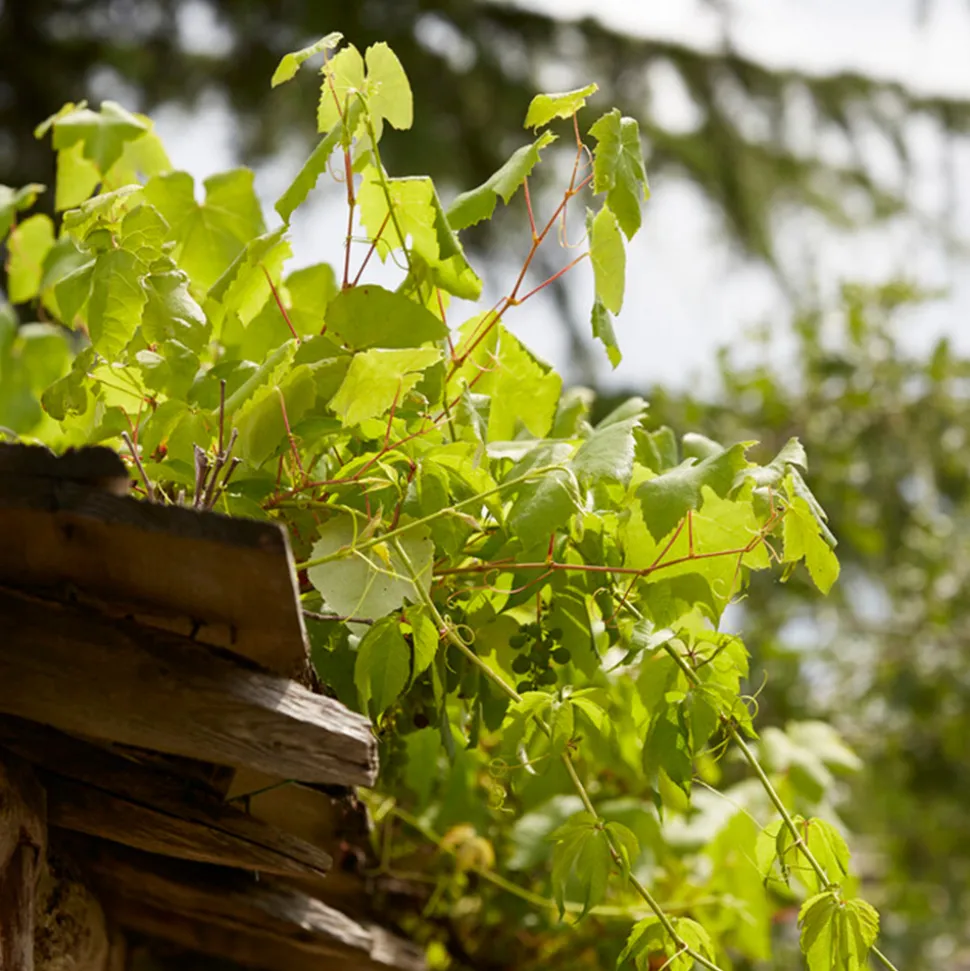 BLOOMIQUE - Vitis vinifera 'vroege van der laan' - plant de raisin - raisins blancs - ⌀14 cm - hauteur 60-70cm